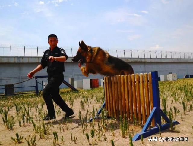 史宾格犬缺点有哪些（史宾格犬好不好）