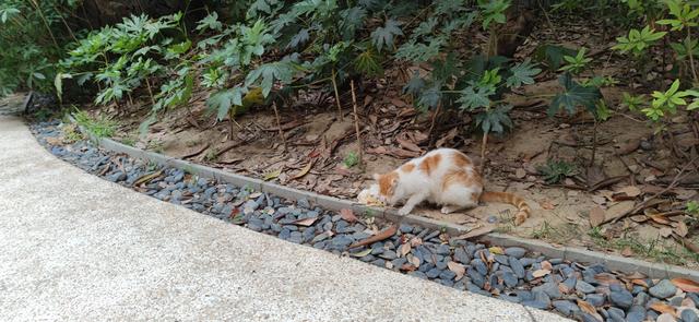 宠物店橘猫多少钱一只中华田园猫（宠物店橘猫多少钱一只幼崽）