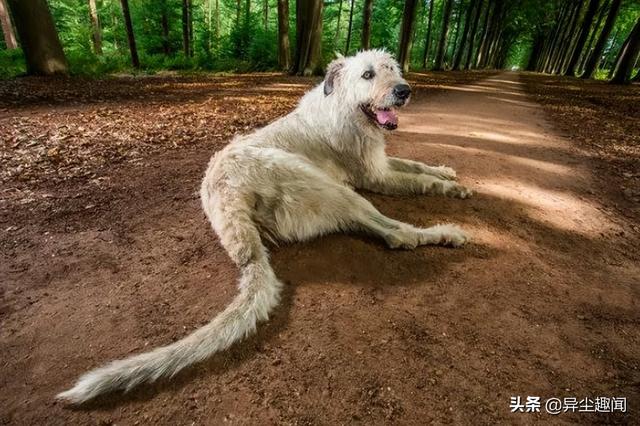 跑得最快的狗排名图片（史上跑得最快的狗）