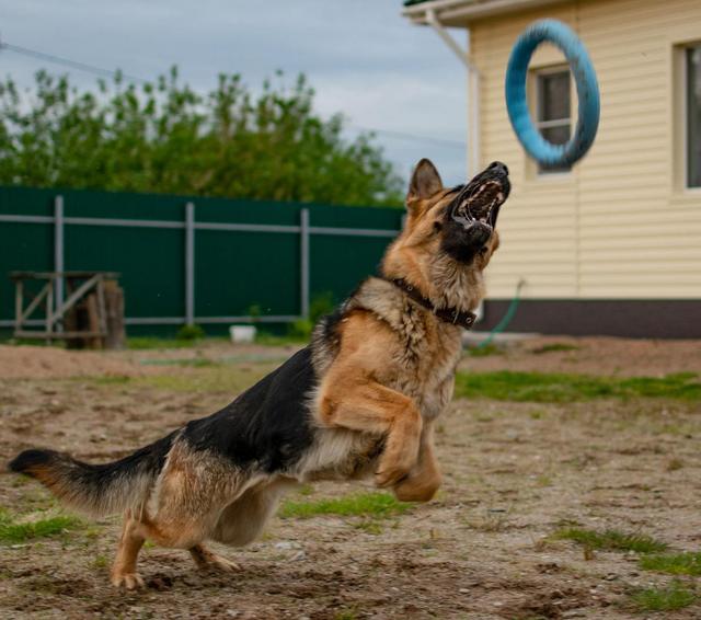 纯种德牧犬幼犬多少钱一只（纯种德牧犬价格）