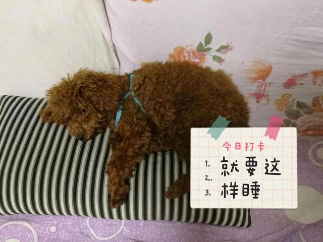 小鹿犬多少钱一只_（小鹿犬大概多少钱一只）