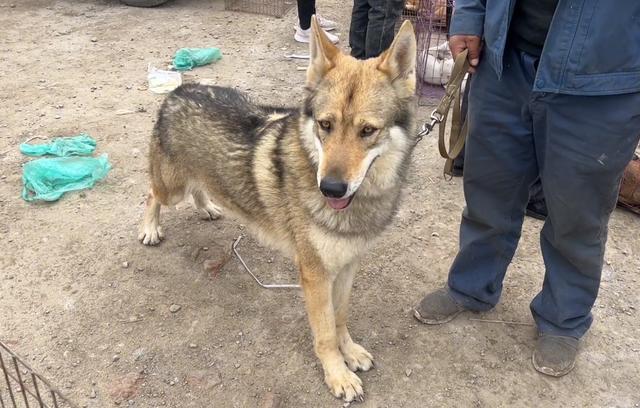 古牧犬多少钱一只_（古牧多少钱一只幼犬）