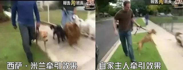 黑白花灵缇犬图片（黄白花灵缇犬）