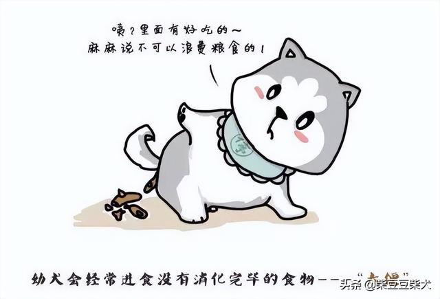 为什么狗会吃屎呢知乎（狗吃屎 知乎）