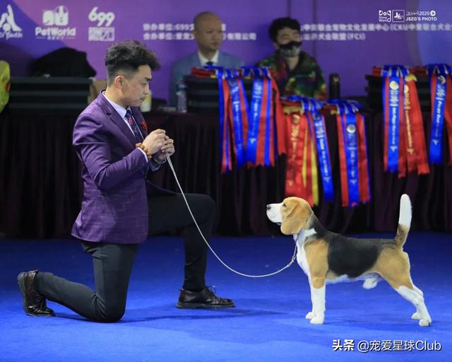 迷你雪纳瑞犬多少钱一只（小型雪纳瑞犬多少钱）