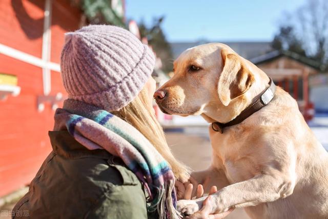 犬瘟会自愈么（狗狗得了犬瘟治愈后还会不会得）