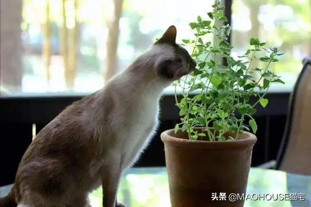 猫咪能吃炸土豆吗（猫咪可以吃炸土豆片吗）