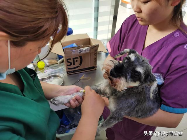 雪纳瑞犬会看家吗（雪纳瑞可以看家护院吗）