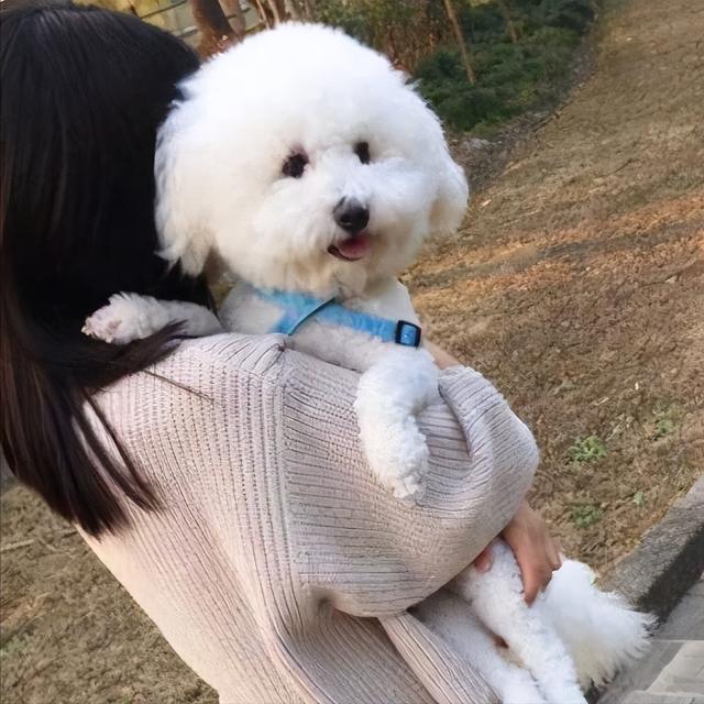 比熊狗狗恨主人的十种表现（比熊犬讨厌主人的表现）