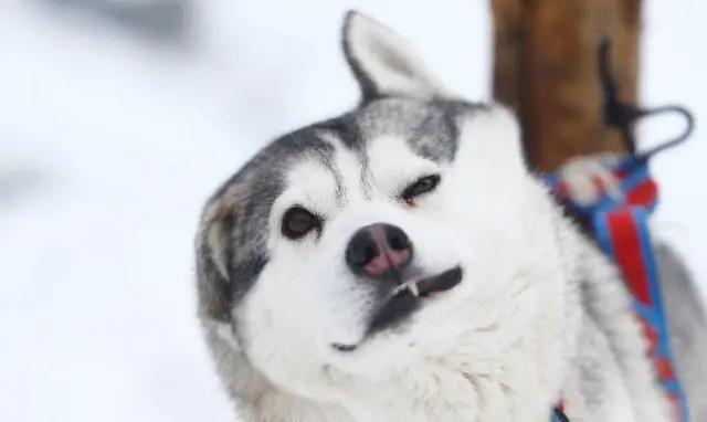 纯种巨贵犬多少钱一只（黑色巨贵犬多少钱一只）