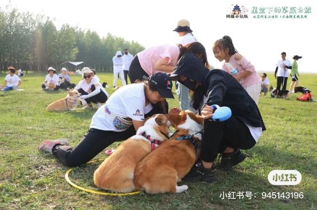 黑色柯基犬图片小时候（黑色柯基犬图片 幼犬）