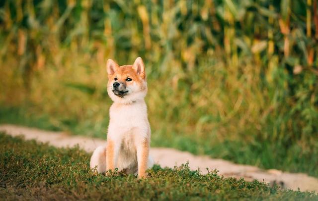 柴犬几个月算是成年（柴犬几个月算幼犬）