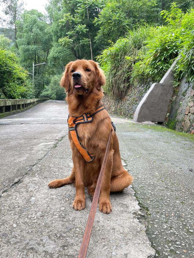 为什么养西施犬的人不多（西施犬好不好养）