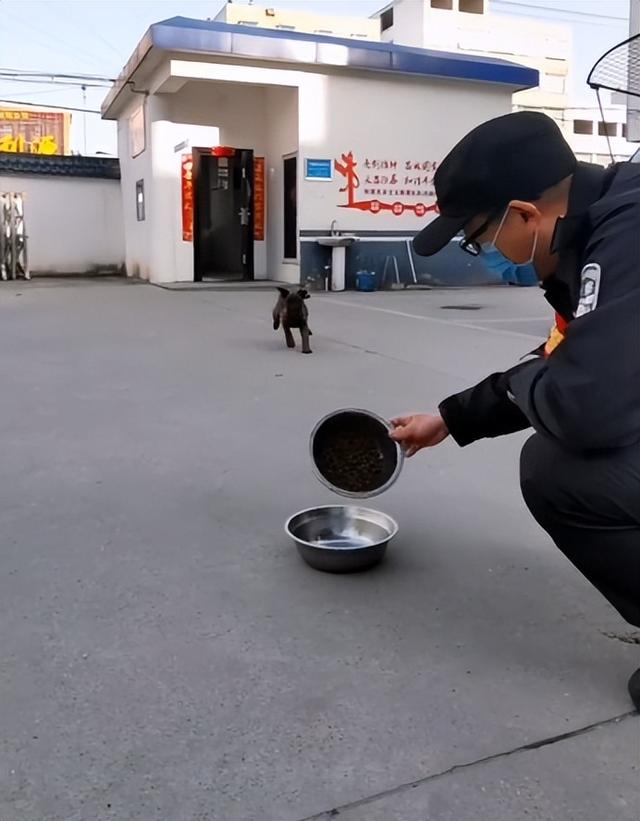 两个月马犬多少钱（一个月小马犬一般多少钱）