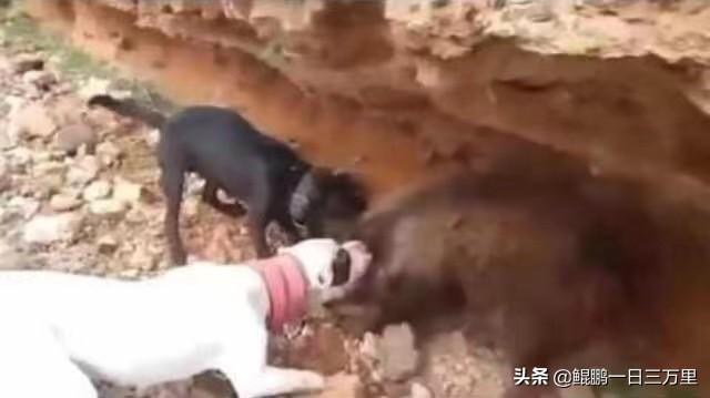 大白熊多少钱一只 幼犬（大白熊犬多少钱）