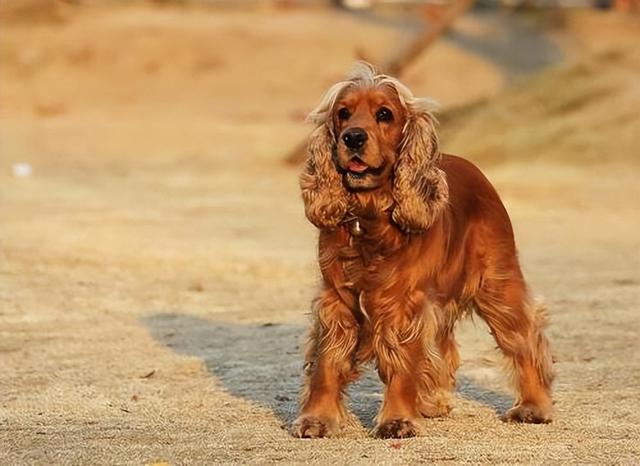 英国可卡犬多少钱一只（可卡犬大约多少钱一只）