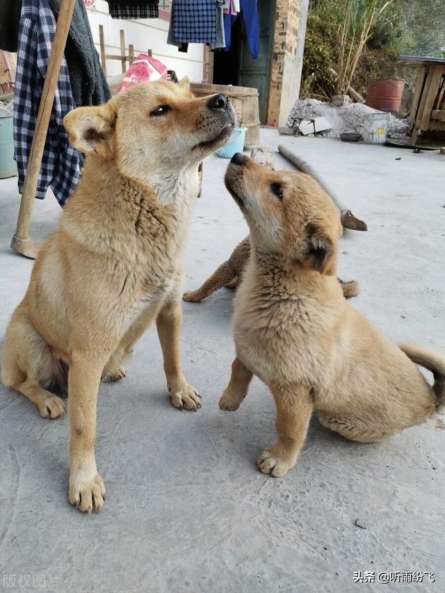 泰迪狗狗可以吃枇杷肉吗（狗狗可以吃枇杷肉吗_）