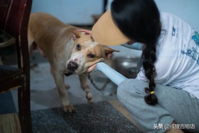 宠物救助站是免费救助吗,专业吗（宠物救助站救助要钱吗）