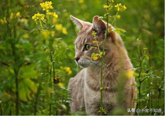 猫咪可不可以吃土豆（小猫咪能吃土豆吗_）