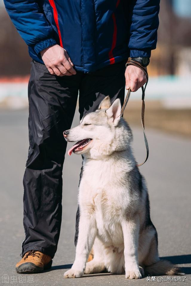 怎样训练博美小狗听话（怎么训练博美犬呢）