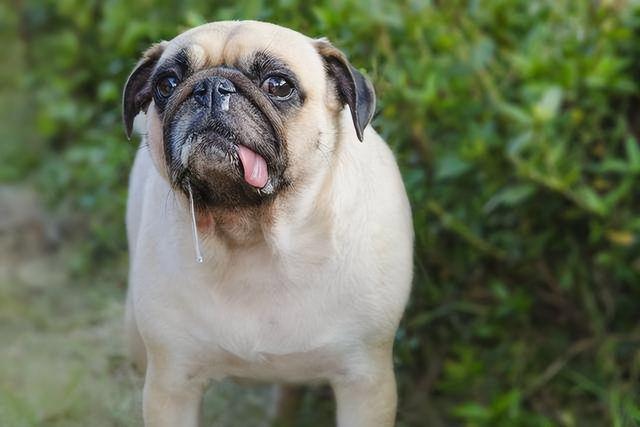 患有狂犬病的猫狗能活多久（一般带有狂犬病的猫狗能活多久）