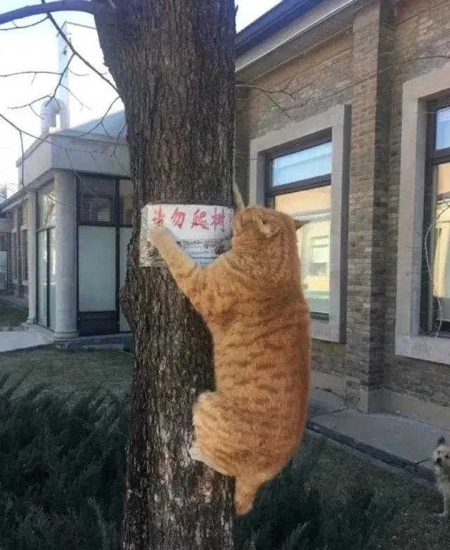 猫能吃薯片吗_（猫为什么不能吃薯片）