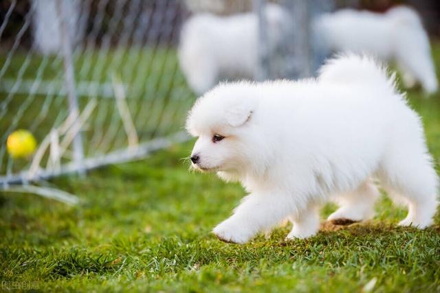 日本银狐犬价钱（不纯的银狐犬一只最少多少元）