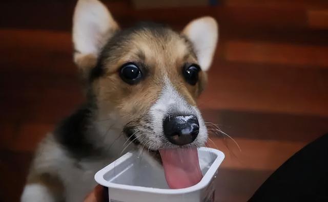 狗狗不能吃西兰花吗（狗可以吃西兰花吗）