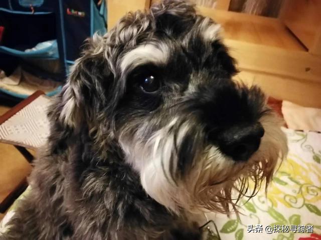 雪纳瑞犬会看家吗（雪纳瑞可以看家护院吗）