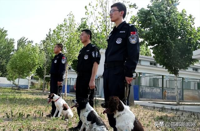 史宾格犬缺点有哪些（史宾格犬好不好）