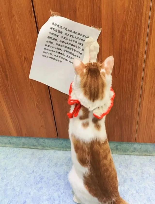 猫能吃薯片吗_（猫为什么不能吃薯片）