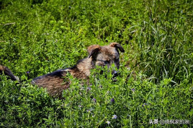 中华田园犬多少钱一只幼犬狗粮（中华田园犬多少钱一只幼犬_）