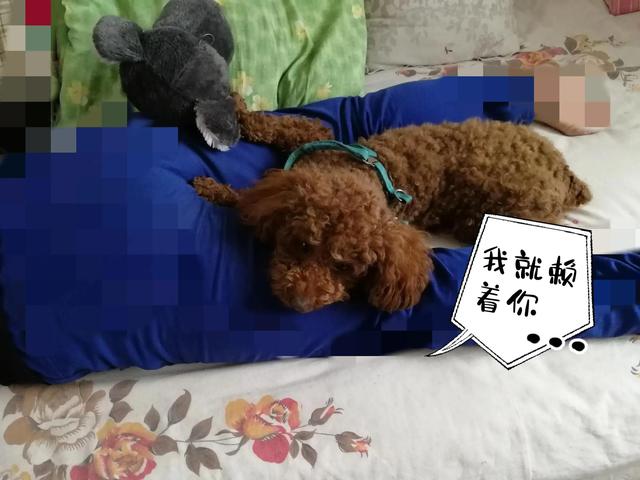 小鹿犬多少钱一只_（小鹿犬大概多少钱一只）