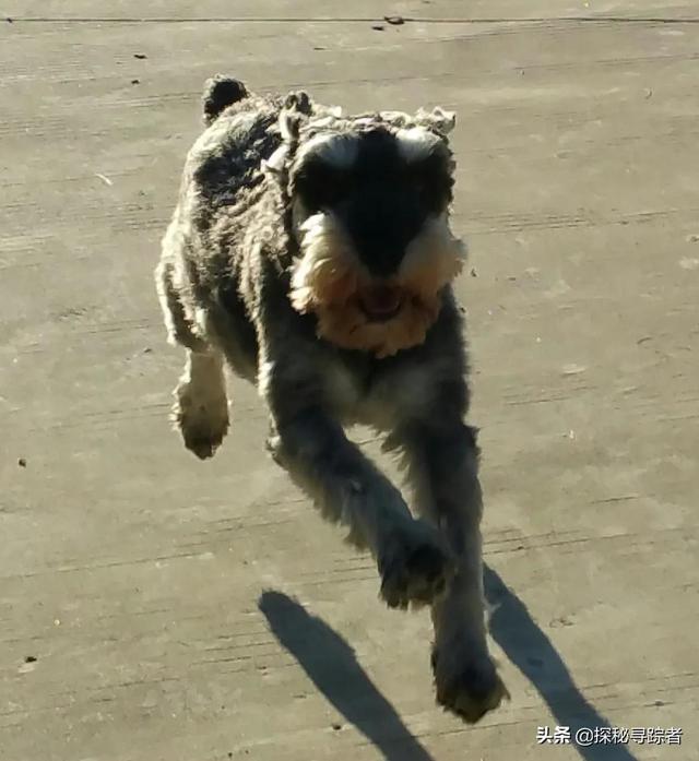 雪纳瑞犬会看家吗（雪纳瑞可以看家护院吗）