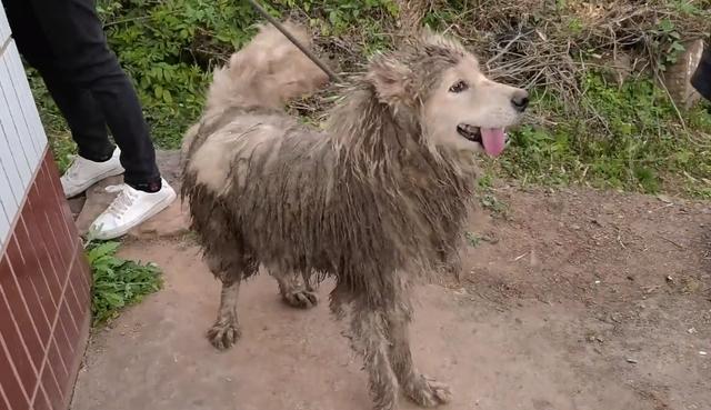 萨摩耶犬多少钱一只（萨摩耶犬多少钱一只幼崽）