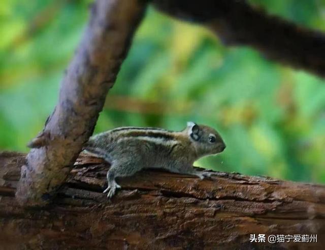 古德猫宁是什么意思（鼓捣猫宁是什么意思）