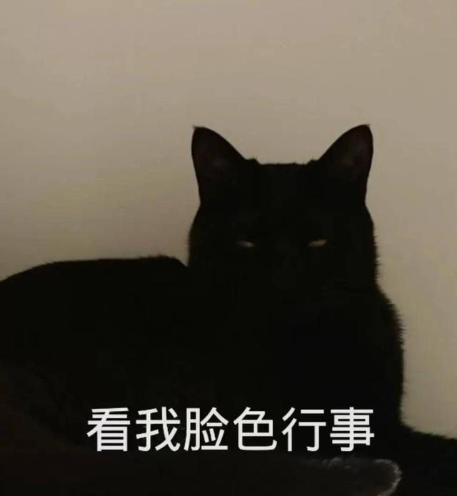 猫咪越养越不亲人（家养的猫为什么看见人就跑）