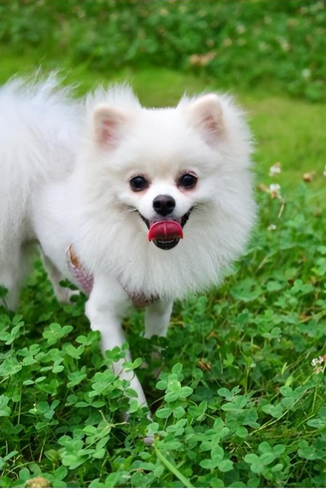 雪纳瑞小型犬价钱（小型雪瑞纳犬图片价格）