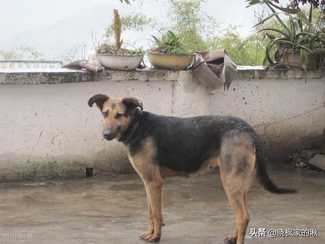 中华田园犬多少钱一只幼犬狗粮（中华田园犬多少钱一只幼犬_）