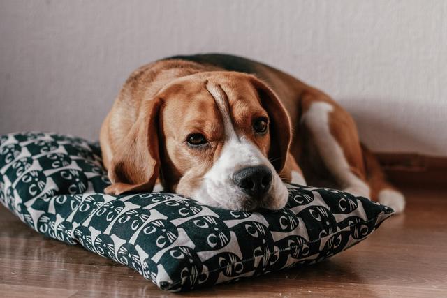 比格犬作为实验动物的优点（实验 比格犬）