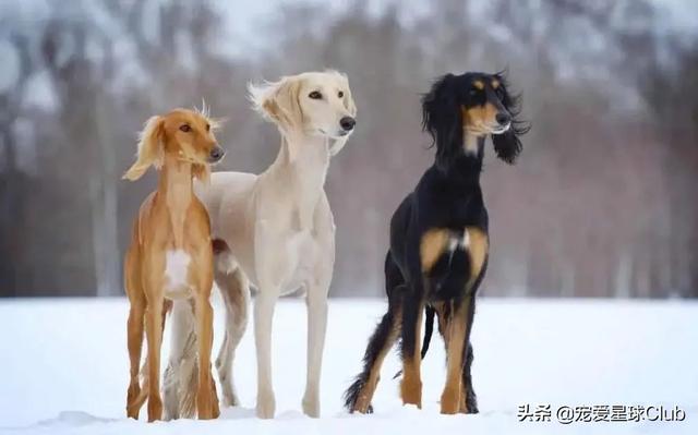 中国细犬和灵缇犬的区别（灵缇犬与细狗的区别）