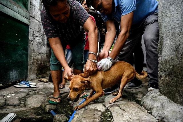 患有狂犬病的猫狗能活多久（一般带有狂犬病的猫狗能活多久）