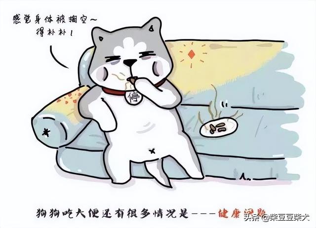 为什么狗会吃屎呢知乎（狗吃屎 知乎）