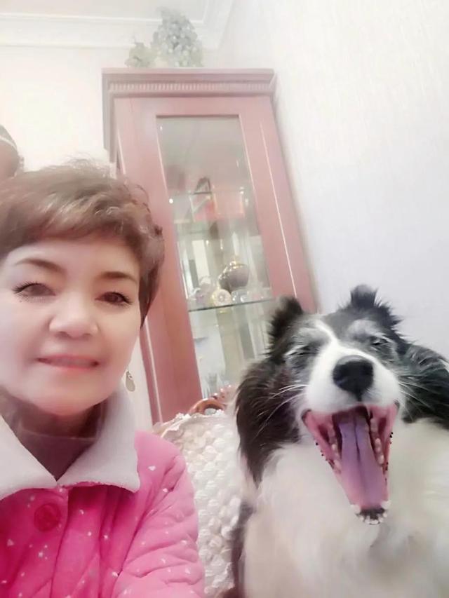 边牧犬价格是多少钱一只（边牧价格多少钱一只幼犬）