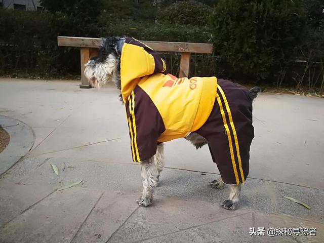 雪纳瑞犬会看家吗（雪纳瑞可以看家护院吗）