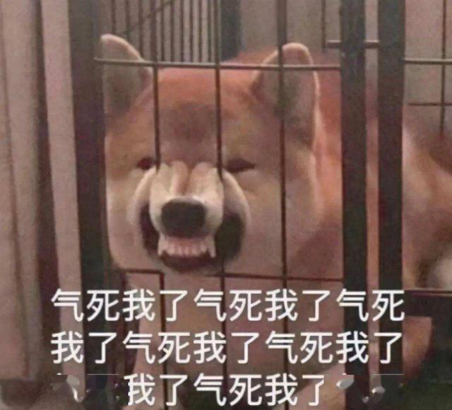 泰迪恨你的表现（泰迪犬恨主人怎么缓和）