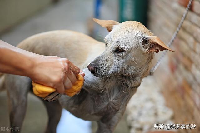 中华田园犬多少钱一只幼犬狗粮（中华田园犬多少钱一只幼犬_）