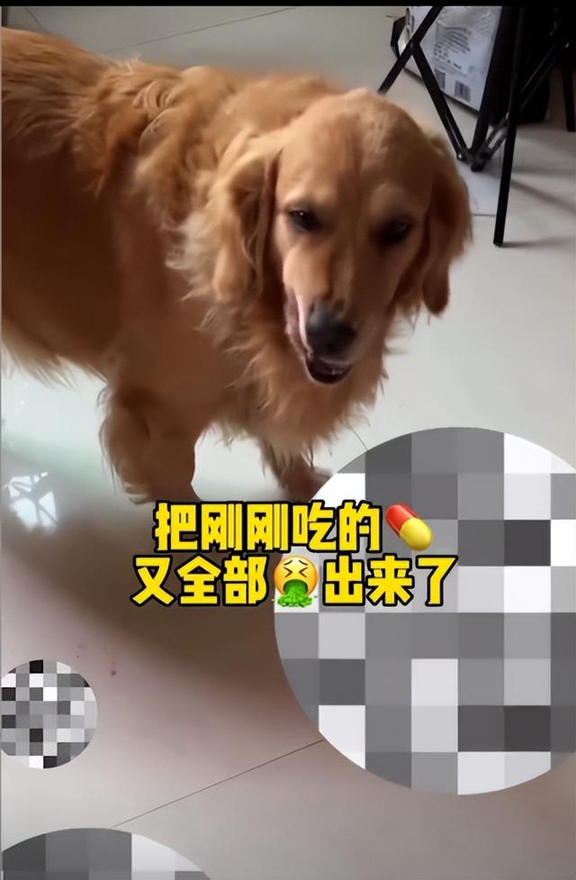 狗可以吃红心火龙果吗（狗为什么不能吃红心火龙果）