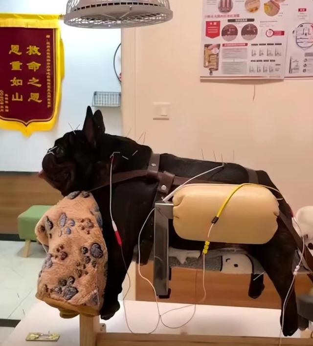 京巴幼犬多少钱（京巴犬多少钱一只京巴犬的价格行情）