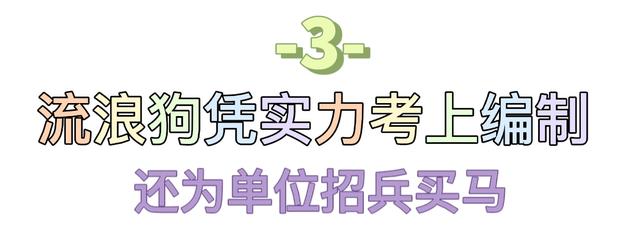 马犬多少钱一只小犬（一个月小马犬多少钱一只）